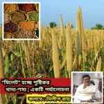 “মিলেট” হচ্ছে পুষ্টিকর খাদ্য-শস্য — একটি পর্যালোচনা : দিলীপ রায়।