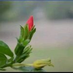 ঝরা কুঁড়ি : রাণু সরকার।