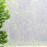 এক শ্রাবণের কথা : রাণু সরকার।