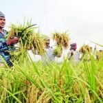 ভারতীয় অর্থনীতিতে কৃষি আজও প্রাসঙ্গিক – একটি পর্যালোচনা : দিলীপ রায়।