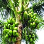 আজ বিশ্ব নারিকেল দিবস, জানুন দিনটি কেন পালিত হয় এবং দিনটি পালনের গুরুত্ব।
