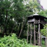 নির্জনতা প্রিয় জঙ্গল-প্রেমীদের আদর্শ আলিপুরদুয়ারের চিলাপাতা।।।