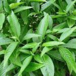 কাশি কমাতে হোক বা বাতের ব্যথা বাসক পাতার গুনাগুন সম্পর্কে জেনে নিন।।।