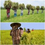 গ্রামোন্নয়নে কৃষির ভূমিকা -একটি সমীক্ষা : দিলীপ রায়।।।।