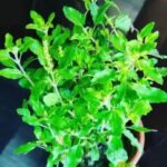 তুলসী : অগণিত উপকারিতা সহ পবিত্র ভেষজ – একটি বিশেষ পর্যালোচনা।।।।।