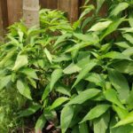 বাসক পাতার গোপন শক্তি ও আধুনিক বৈজ্ঞানিক স্বীকৃতি।