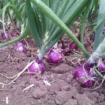 পিঁয়াজ: গুণাগুণ, উপকারিতা ও ব্যবহার।।