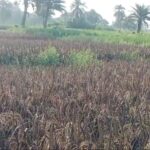 মালদায় প্রথমবার কার্বোহাইড্রেট ফ্রি কালো ধানের চাষ — ডায়াবেটিস রোগীদের জন্য আশার আলো।