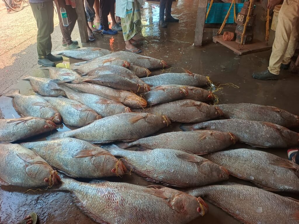 দিঘার আড়তে প্রতিটি মাছের দাম ছুঁয়েছে লক্ষাধিক, তিনটি রপ্তানিকারক সংস্থা কিনল তেলিয়াভোল