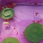 বালুরঘাটের বিকাশ পান্ডের অনন্য ভাবনা — ছাদে পুকুরে ছটপুজো উদযাপন।