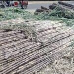 লক্ষ্মী-কালী পুজোর পর এবার ছটেই আখের রমরমা ব্যবসা, লাভের মুখে চাষি ও ব্যবসায়ী।