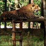 গোয়ার বন্ডলা ওয়াইল্ডলাইফ স্যাংচুয়ারি – প্রকৃতিপ্রেমীদের জন্য এক শান্ত আশ্রয়।।