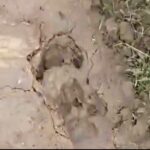 গড়বেতায় রহস্যজনক পায়ের ছাপ ও অজানা জন্তুর খবর, আতঙ্কে গ্রামবাসী।