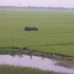 উখলা-বাঘাখুলিয়া জুড়ে আতঙ্ক: এলাকায় ঘোরাফেরা করছে দুটি হাতি।