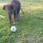 মানুষ নয়, হাতি শাবকই এবার ফুটবলার! জলদাপাড়ায় ভাইরাল মিষ্টি মুহূর্ত।