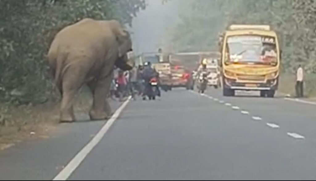 গড়বেতার জঙ্গল থেকে বেরিয়ে ৬০ নম্বর জাতীয় সড়কের উপর কেরামতি দাঁতাল হাতির,অবরুদ্ধ জাতীয় সড়ক।।