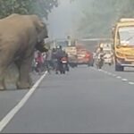 গড়বেতার জঙ্গল থেকে বেরিয়ে ৬০ নম্বর জাতীয় সড়কের উপর কেরামতি দাঁতাল হাতির,অবরুদ্ধ জাতীয় সড়ক।।