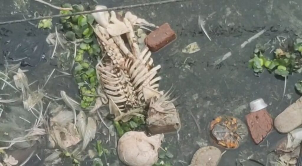 বাজার চলাকালীন কঙ্কাল দেখতে পেয়ে চাঞ্চল্য, আত্রাই খারিতে ভিড় জমল।