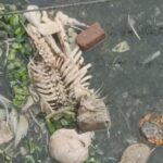 বাজার চলাকালীন কঙ্কাল দেখতে পেয়ে চাঞ্চল্য, আত্রাই খারিতে ভিড় জমল।