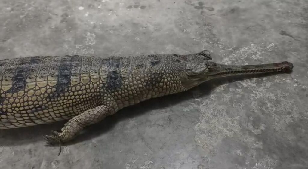 বন্যপ্রাণী হত্যা দণ্ডনীয় অপরাধ—মালদহে মৃত কুমির উদ্ধারের পর সতর্কবার্তা বনদপ্তরের।