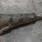 বন্যপ্রাণী হত্যা দণ্ডনীয় অপরাধ—মালদহে মৃত কুমির উদ্ধারের পর সতর্কবার্তা বনদপ্তরের।