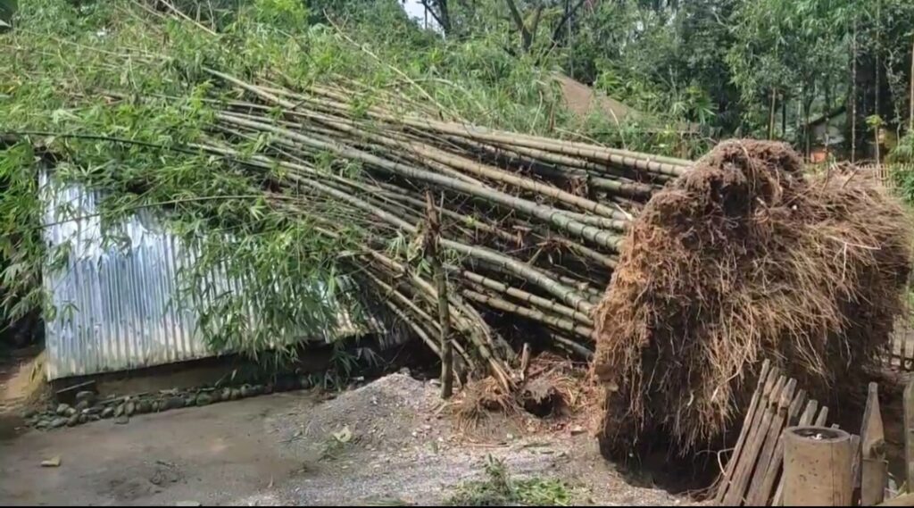 গাছ উপড়ে বন্ধ যোগাযোগ, বিদ্যুৎহীন তাসাটি চা বাগান।