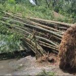 গাছ উপড়ে বন্ধ যোগাযোগ, বিদ্যুৎহীন তাসাটি চা বাগান।