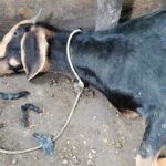 এক রাতে তিন বাড়িতে চুরি, খাসি-টাকা-সামগ্রী উধাও নতুনগ্রামে।