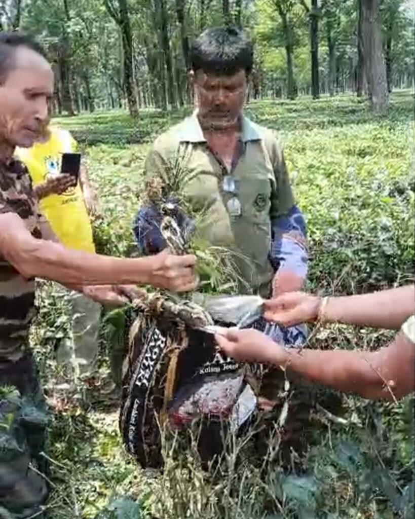 শ্রমিকদের চোখে পড়তেই বনদফতরে খবর, কালচিনি বাগান থেকে অজগর উদ্ধার।