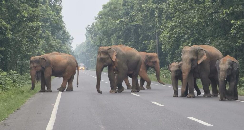 জঙ্গল ছেড়ে ফের রাস্তা পেরিয়ে জঙ্গলে হাতির পাল, গড়বেতায় সতর্কতা জারি বন দপ্তরের।