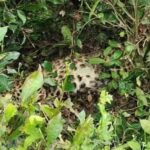 চিতাবাঘের মৃতদেহ ঘিরে ভিড়, তাসাটি চা বাগানে বন দপ্তরের অভিযান।