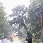নয়াবসত রাজ্য সড়কে হাতির মিছিল, দুই পাশে দাঁড়িয়ে পড়ল একাধিক যানবাহন।