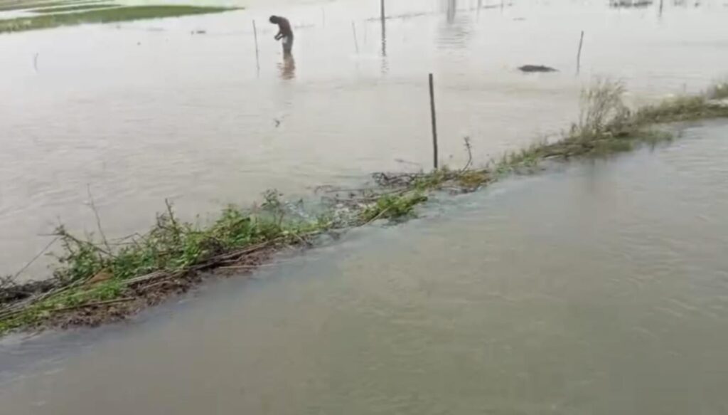 টানা বৃষ্টিতে বিপাকে কৃষক, কলাগ্রামের বিস্তীর্ণ আমন ধানের জমি জলের তলায়।