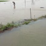 টানা বৃষ্টিতে বিপাকে কৃষক, কলাগ্রামের বিস্তীর্ণ আমন ধানের জমি জলের তলায়।