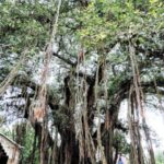 সেই পুরোনো বটগাছ।