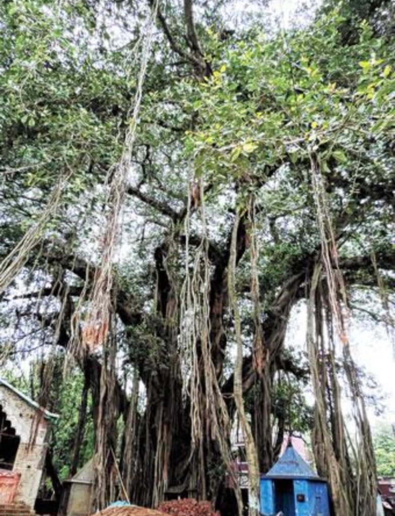 সেই পুরোনো বটগাছ।