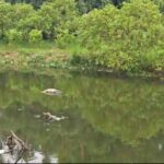 বারুইপুরে আদি গঙ্গা থেকে দেহ উদ্ধার, মৃত্যুর কারণ খতিয়ে দেখছে পুলিশ।