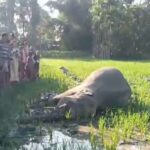 হাতির মৃত্যুর কারণ ঘিরে ধোঁয়াশা, তদন্তে বন দফতর।