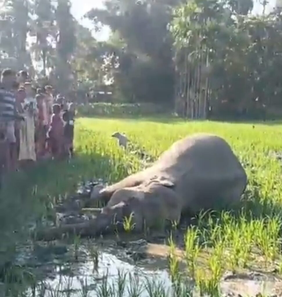হাতির মৃত্যুর কারণ ঘিরে ধোঁয়াশা, তদন্তে বন দফতর।
