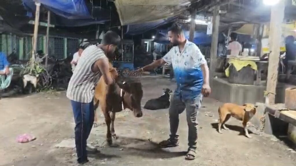 রাতের অন্ধকারে গরুদের নিরাপত্তায় উদ্যোগ, জটেশ্বর ও আশপাশের এলাকায় পরানো হল রেডিয়াম বেল্ট।