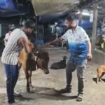 রাতের অন্ধকারে গরুদের নিরাপত্তায় উদ্যোগ, জটেশ্বর ও আশপাশের এলাকায় পরানো হল রেডিয়াম বেল্ট।