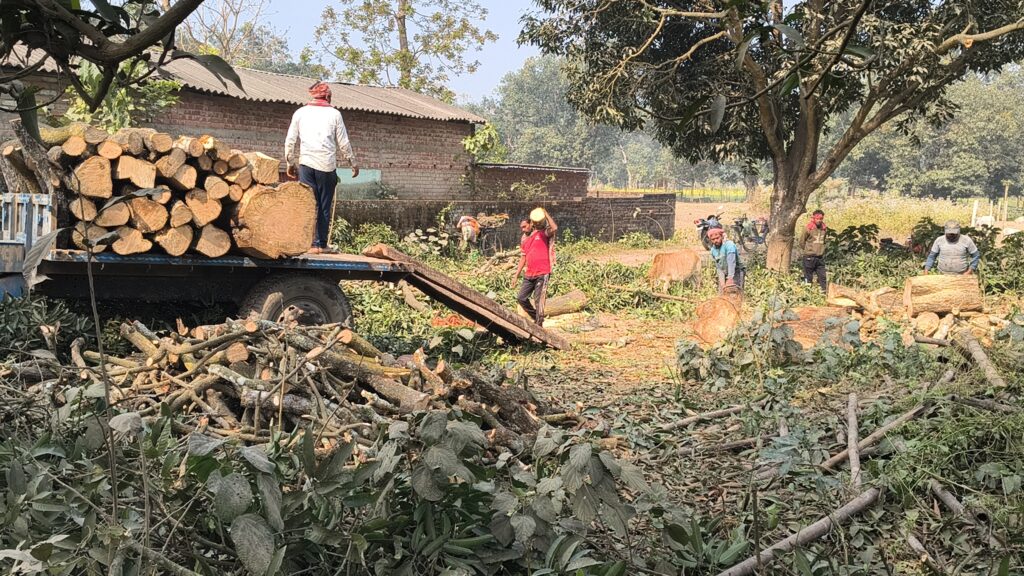 দেড়শো বৈধ করাতকলের ব্যবসা তলানিতে, মালদায় দুই শতাধিক অবৈধ করাতকলের অভিযোগ।