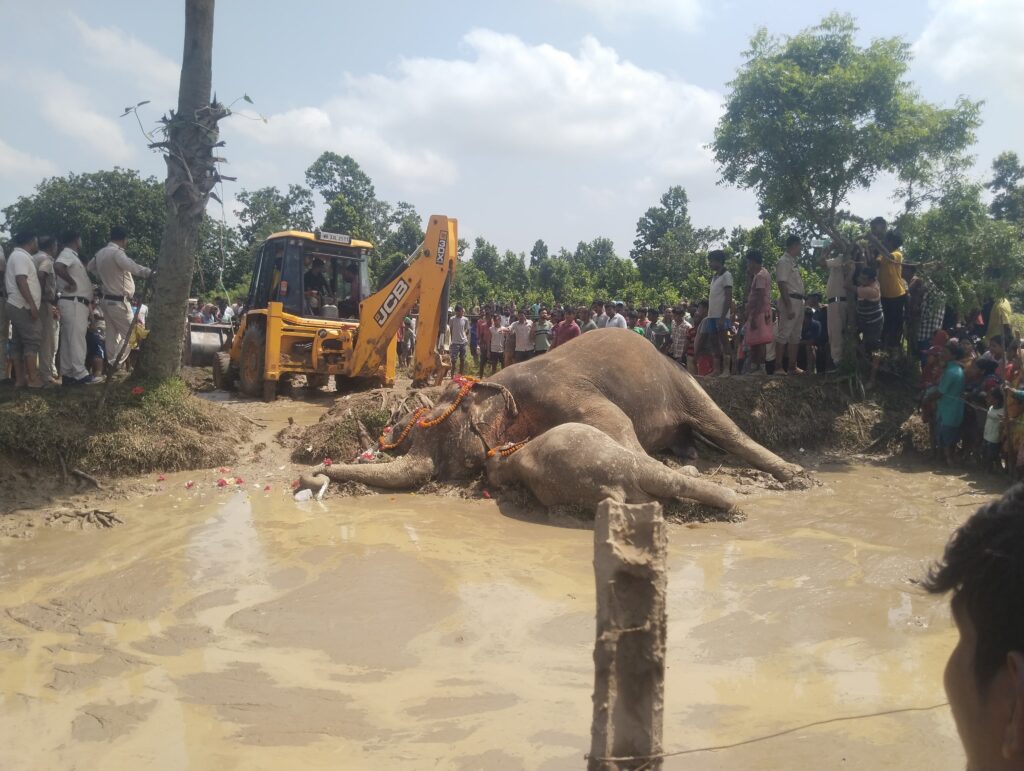 ধানজমির উপর ঝুলছে বিদ্যুতের তার, বিদ্যুৎস্পৃষ্ট হয়ে ৩ হাতির মৃত্যুর প্রাথমিক অনুমান।