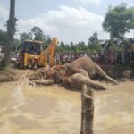 ধানজমির উপর ঝুলছে বিদ্যুতের তার, বিদ্যুৎস্পৃষ্ট হয়ে ৩ হাতির মৃত্যুর প্রাথমিক অনুমান।