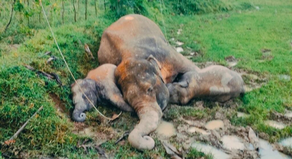 ধানজমির উপর ঝুলছে বিদ্যুতের তার, ৩ হাতির মৃত্যু ঘিরে বাড়ছে রহস্য।