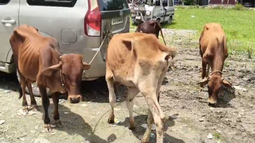 গরু পাচারের ছক ভেস্তে দিল পুলিশ, জটেশ্বরে গাড়ি থেকে উদ্ধার পাঁচটি গরু।