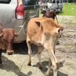 গরু পাচারের ছক ভেস্তে দিল পুলিশ, জটেশ্বরে গাড়ি থেকে উদ্ধার পাঁচটি গরু।