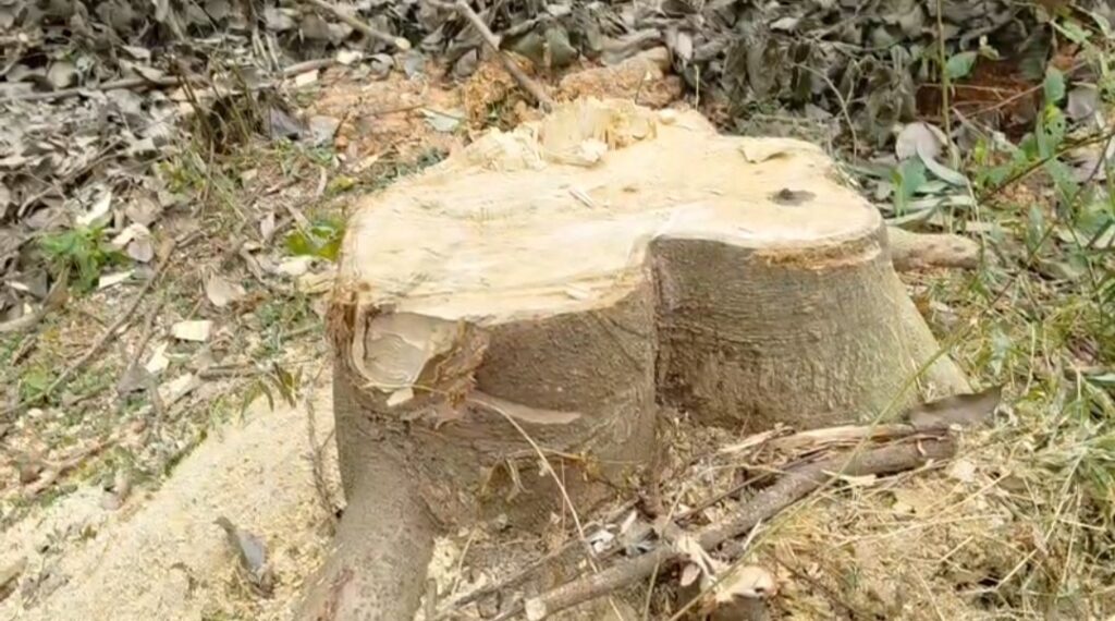 কঙ্কাবতীতে গাছ কাটাকে ঘিরে বিতর্ক, বিজেপি নেতৃত্বের বিরুদ্ধে বন দফতরে লিখিত অভিযোগ।
