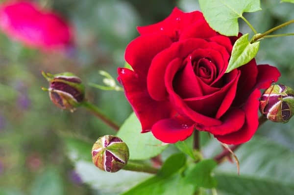 🌹 গোলাপ ফুল: চাষপদ্ধতি, ব্যবহার, গুণাগুণ ও অর্থনৈতিক গুরুত্ব।
