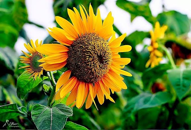 সূর্যমুখী ফুল: চাষপদ্ধতি, গুণাগুণ, ব্যবহার ও অর্থনৈতিক গুরুত্ব।